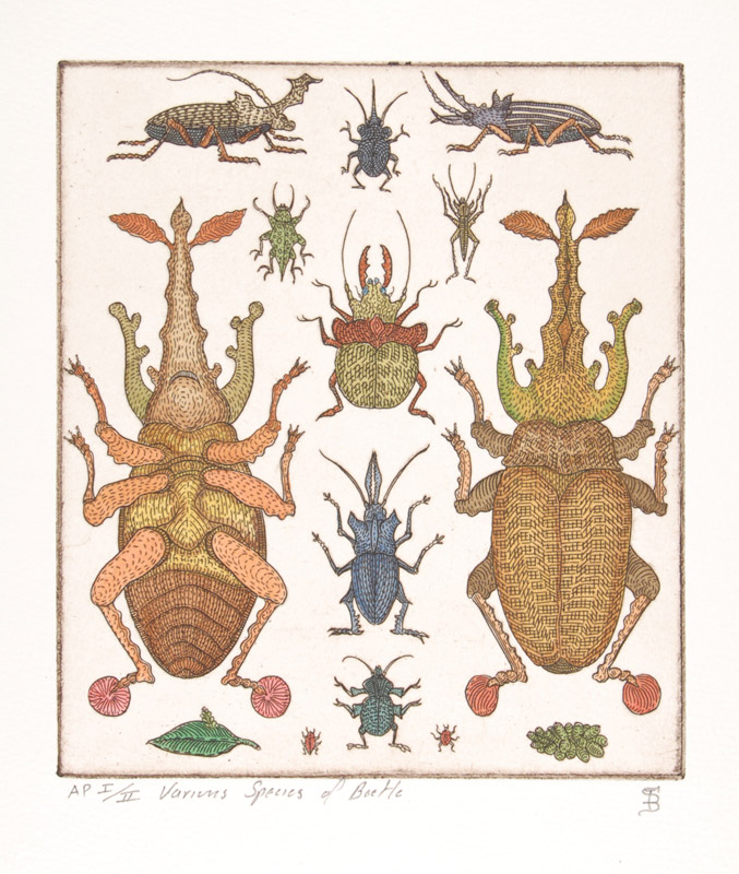 Various Species of Beetle, handcolored etching