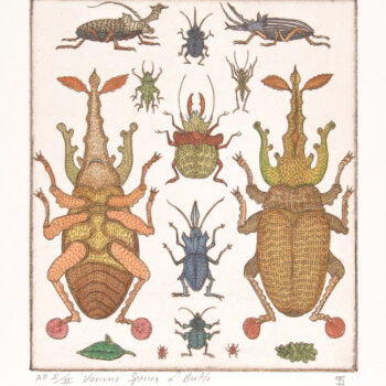 Various Species of Beetle, handcolored etching