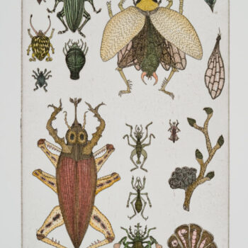 Insect Sampler